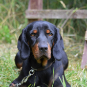 Odložená pri kosení