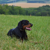 Cora spod Kamenného Janka - SK