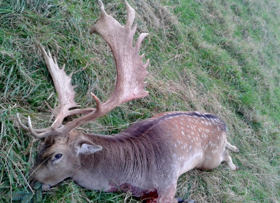 spomienka na začiatok ruje
