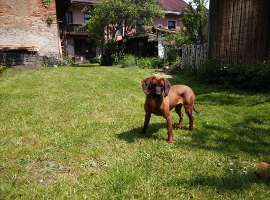 Hľadá sa