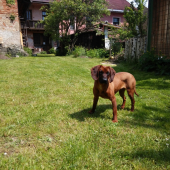 Hľadá sa