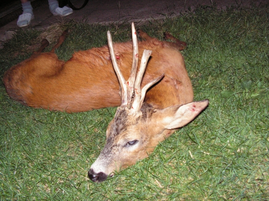 rarita