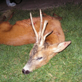 rarita