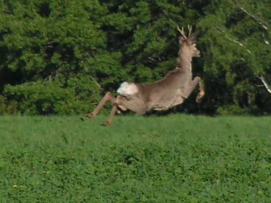 hop