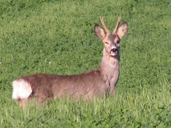 zdar