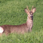zdar