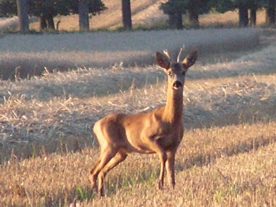 mladý