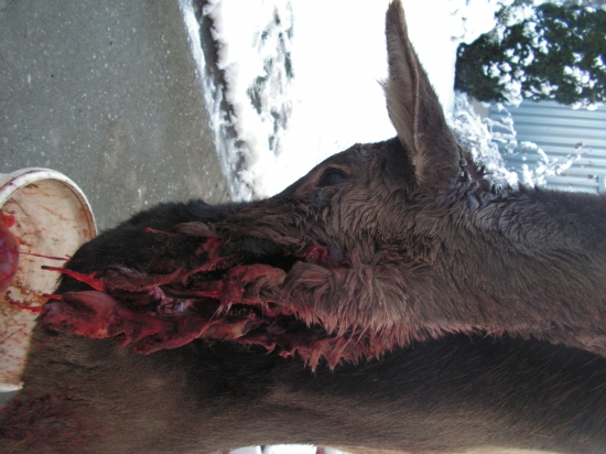 asi pitlák v revíru