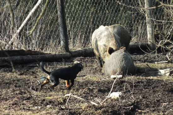 9-mesačný cvik prvý krát v oplôtku pri diviakoch
