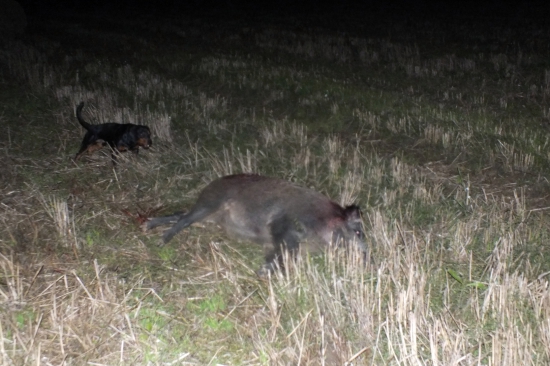 Vynikajúca Cvikova práca