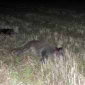 Vynikajúca Cvikova práca