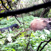 Cvik opäť v akcií