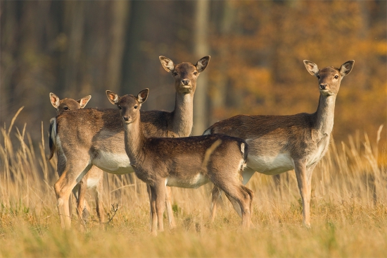 Serengeti v Malých Karpatoch