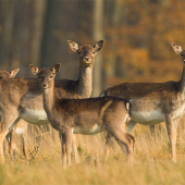 Serengeti v Malých Karpatoch