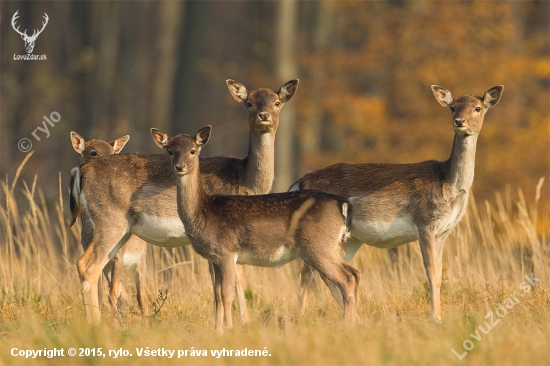 Serengeti v Malých Karpatoch