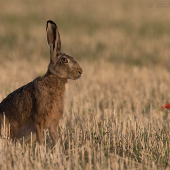 Zajo v poli