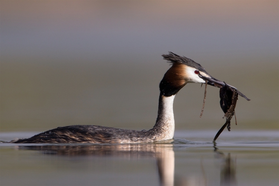 Podiceps cristatus