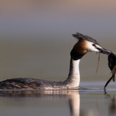 Podiceps cristatus
