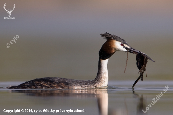 Podiceps cristatus