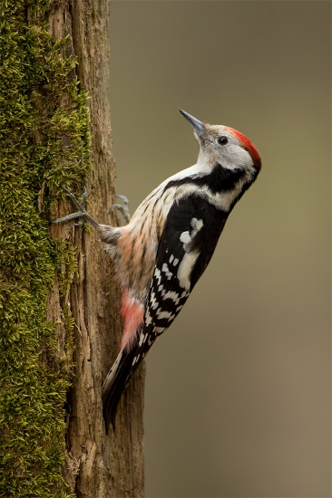 Dendrocopos medius