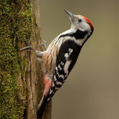 Dendrocopos medius