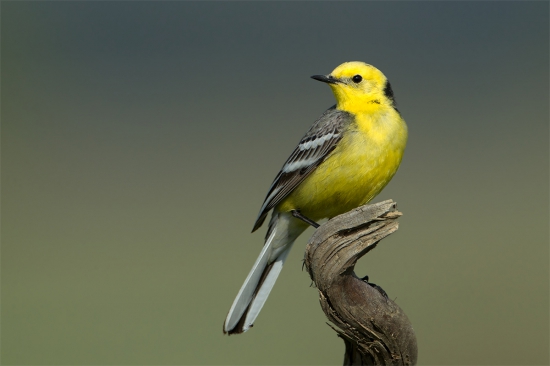 Motacilla citreola