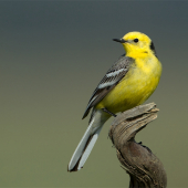 Motacilla citreola