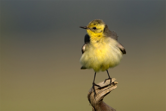 Motacilla citreola (samica)