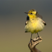 Motacilla citreola (samica)