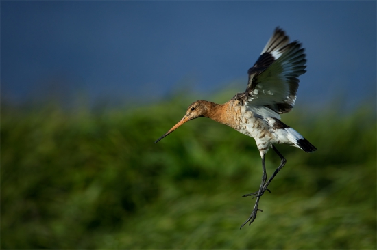 Limosa limosa (brehár čiernochvostý)