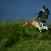 Limosa limosa (brehár čiernochvostý)