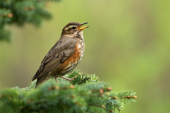 Turdus iliacus (drozd červenkavý)