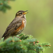 Turdus iliacus (drozd červenkavý)