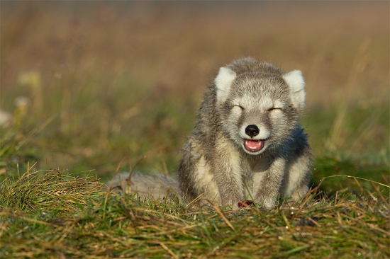 Vulpes lagopus (líška polárna)