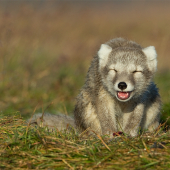 Vulpes lagopus (líška polárna)