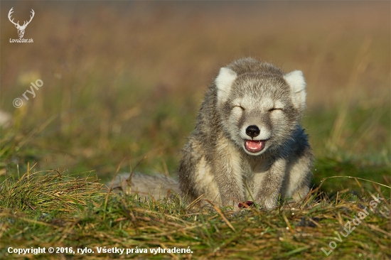 Vulpes lagopus (líška polárna)