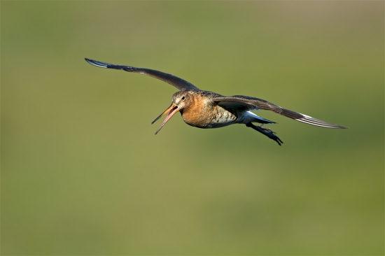 Limosa limosa