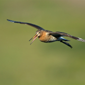 Limosa limosa