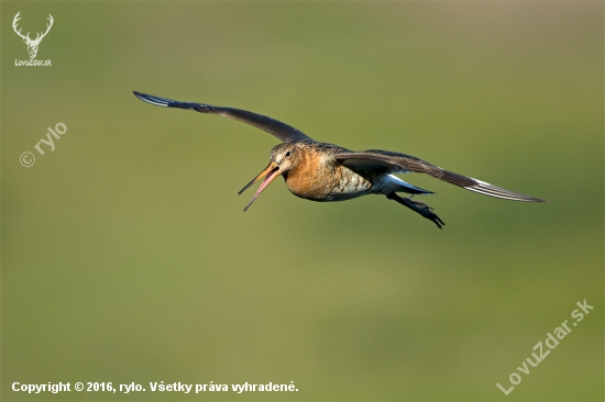 Limosa limosa