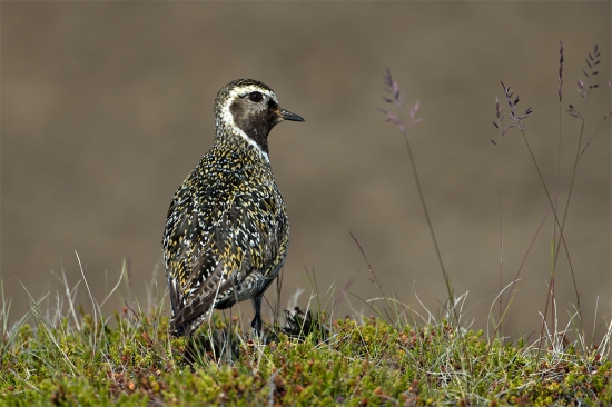 Pluvialis apricaria