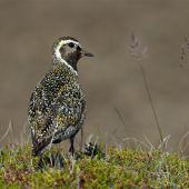Pluvialis apricaria