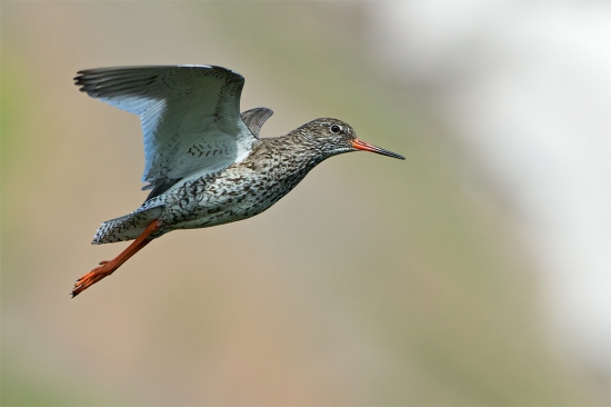 Tringa totanus