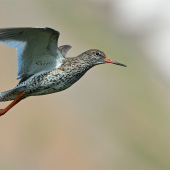 Tringa totanus