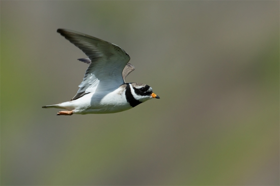 Charadrius hiaticula
