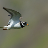 Charadrius hiaticula