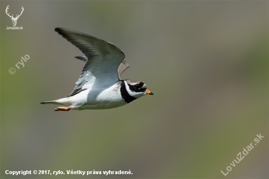 Charadrius hiaticula