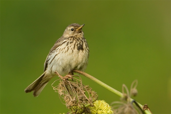 Anthus pratensis