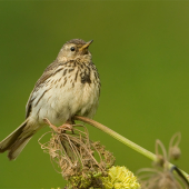 Anthus pratensis