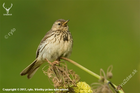 Anthus pratensis