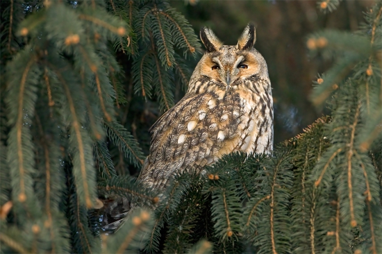 Asio otus